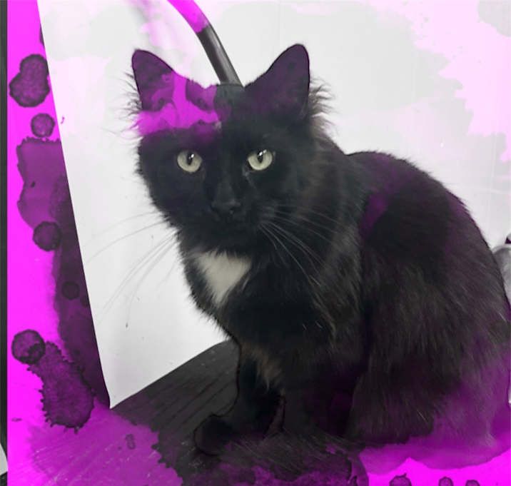 Photo of Velvet