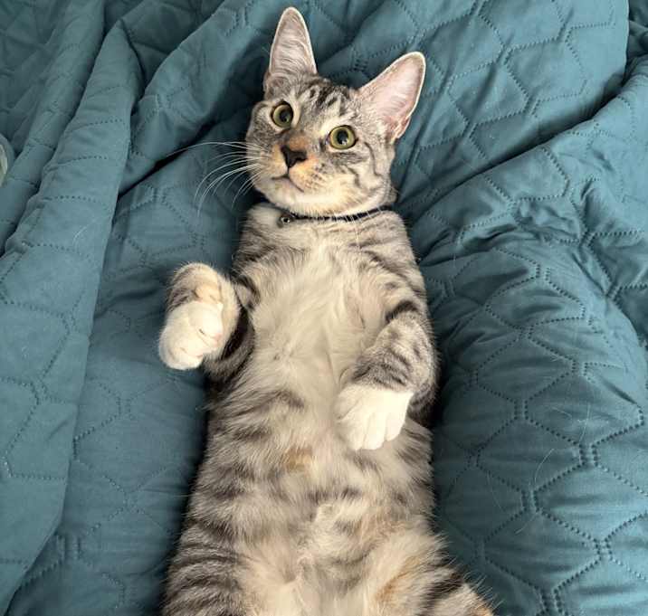 Photo of Henrietta