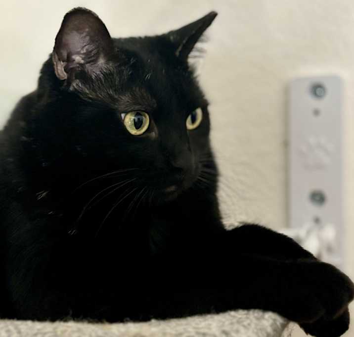 Photo of Luna