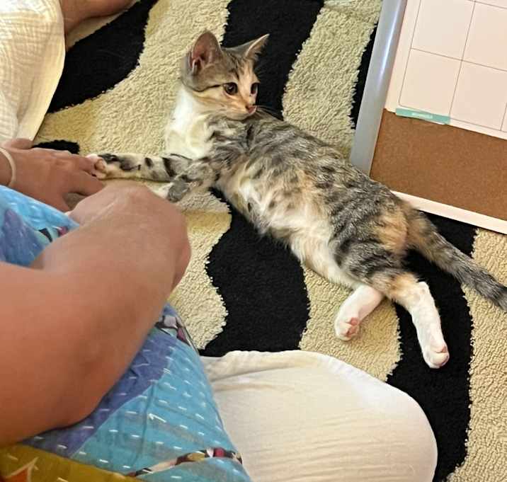 Photo of BabyCat