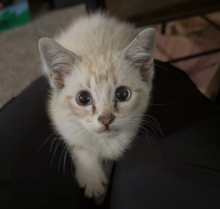 Photo of Skye