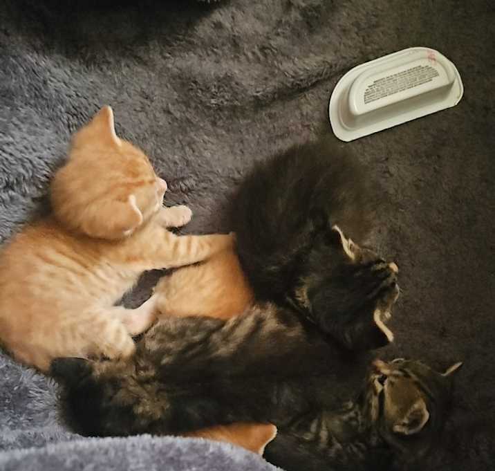 Photo of Pedro, butterscotch, milkshake and honey