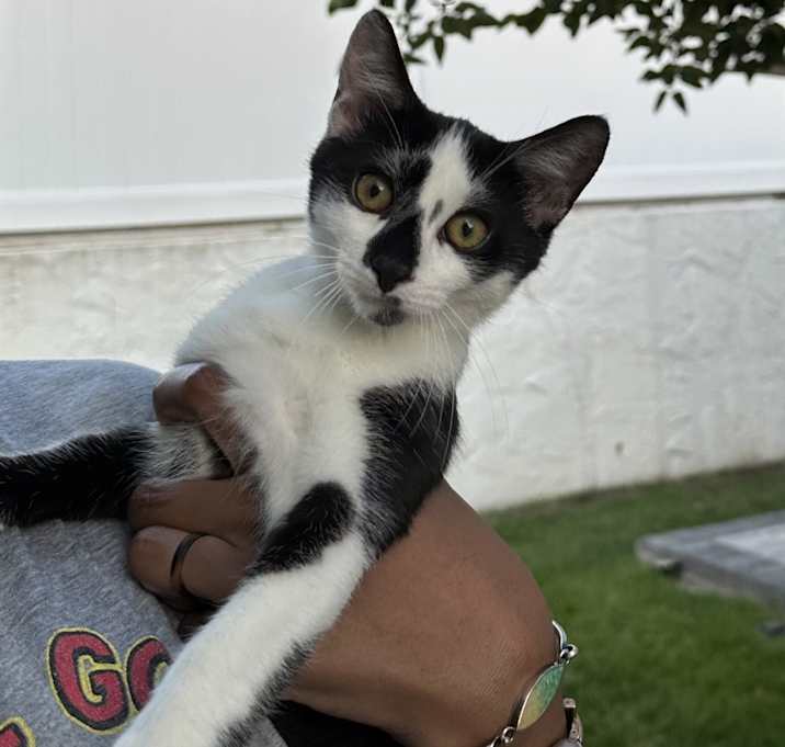 Photo of Oreo