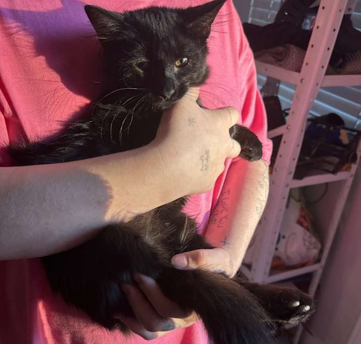 Photo of sweet pea