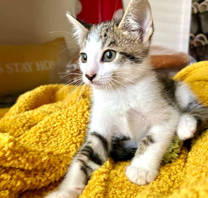 Photo of Whizzer