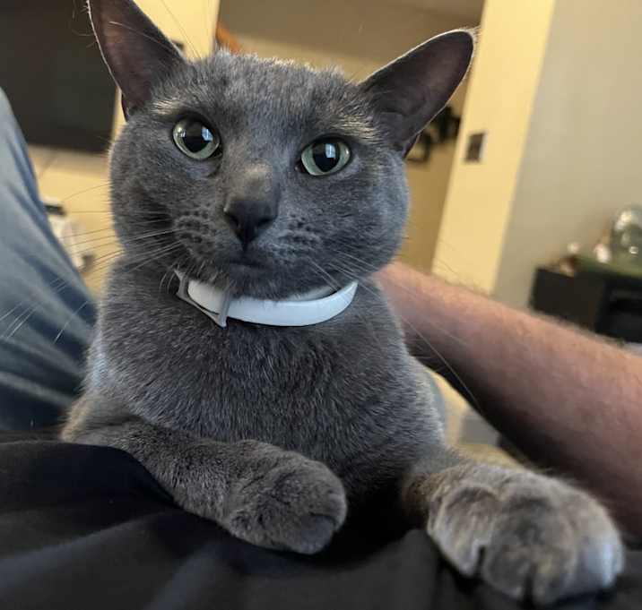 Photo of Ash