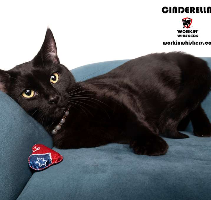 Photo of CINDERELLA