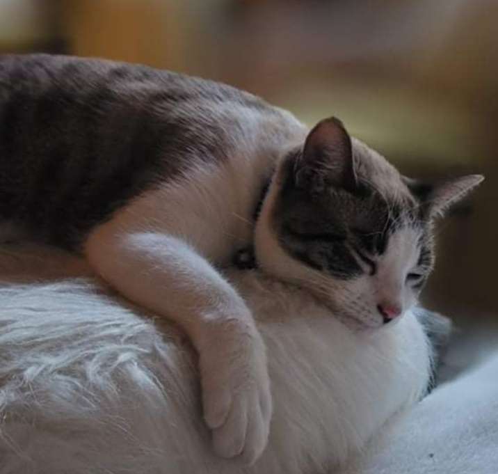 Photo of Nilla