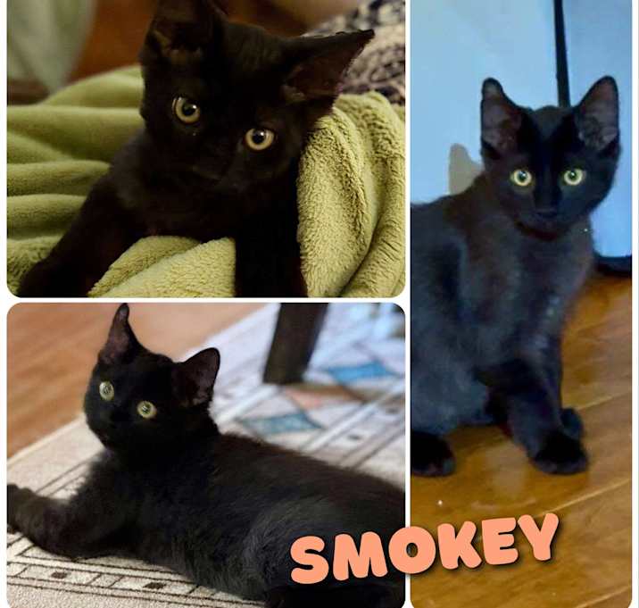 Photo of Smokey