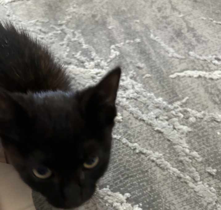 Photo of Nero