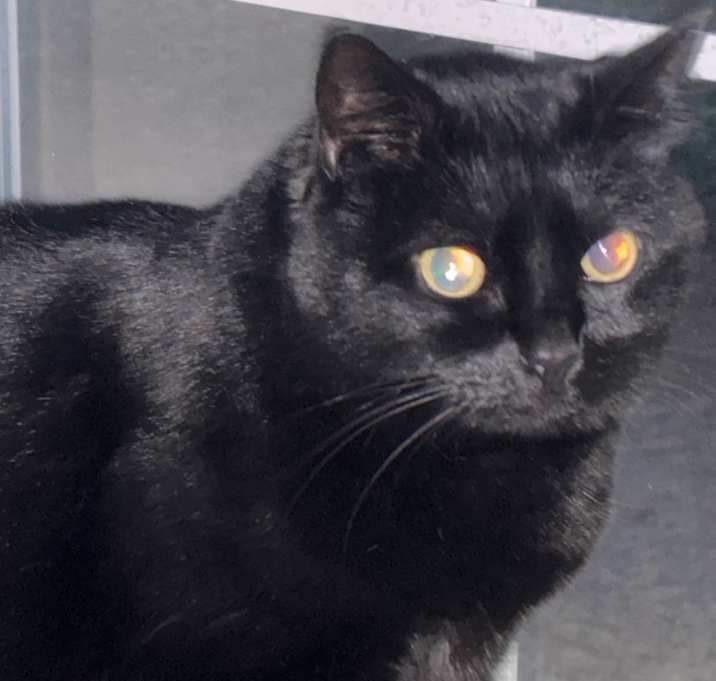 Photo of Silky