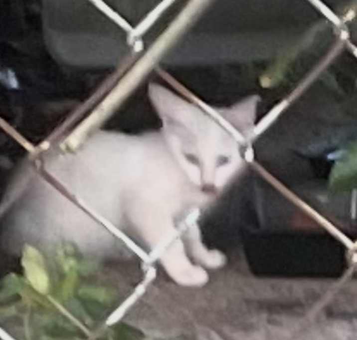 Photo of Kitty 1/Kitty2
