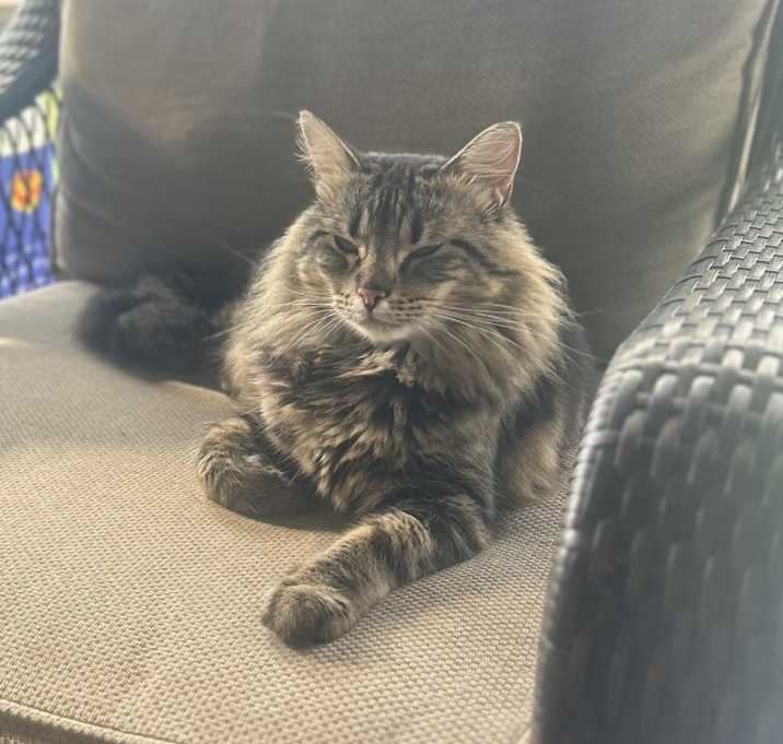Photo of Oscar