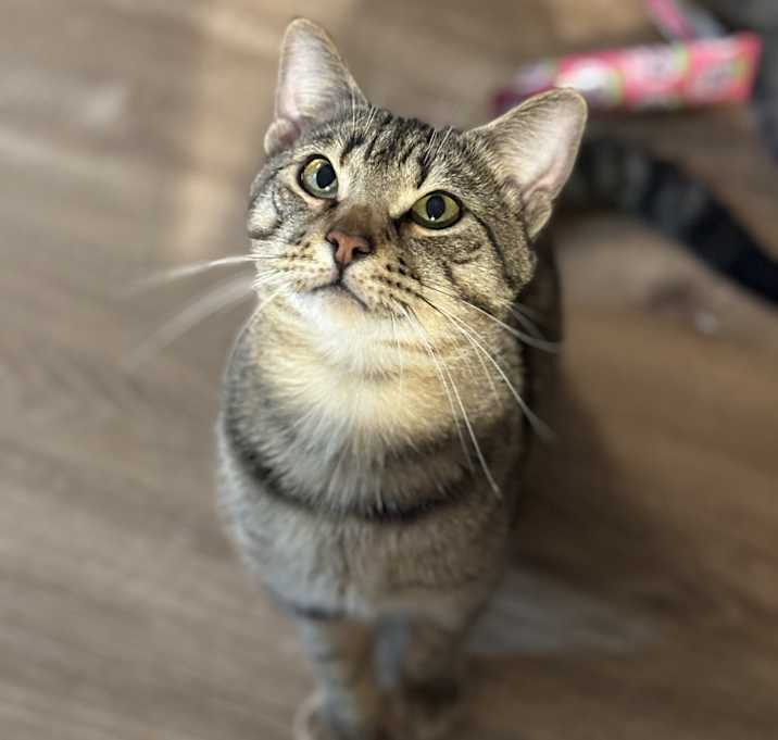 Photo of Dexter