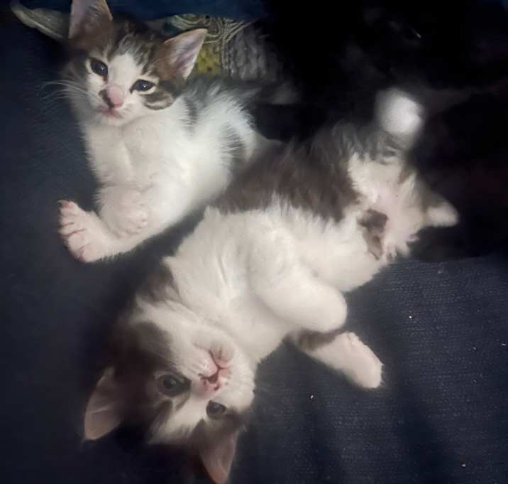 Photo of Kittens to adopt