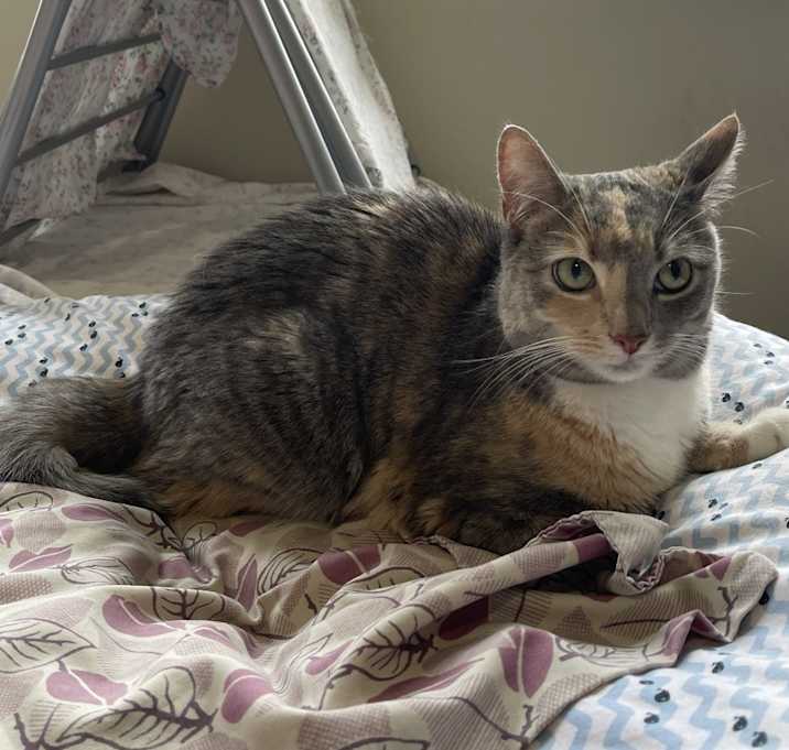 Photo of Bella
