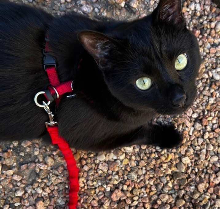 Photo of Sirius