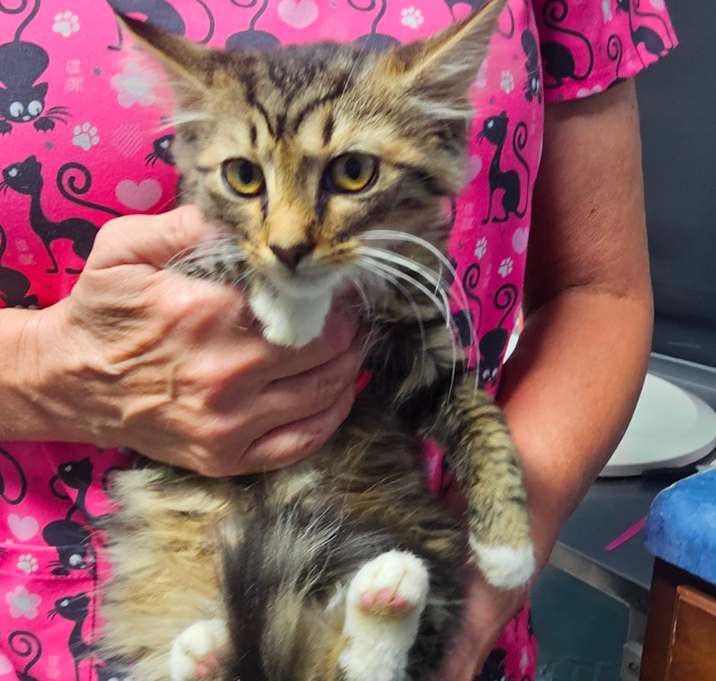 Photo of Tinkerbell