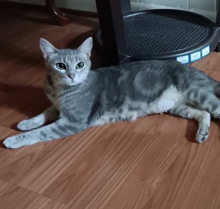 Photo of Kitty