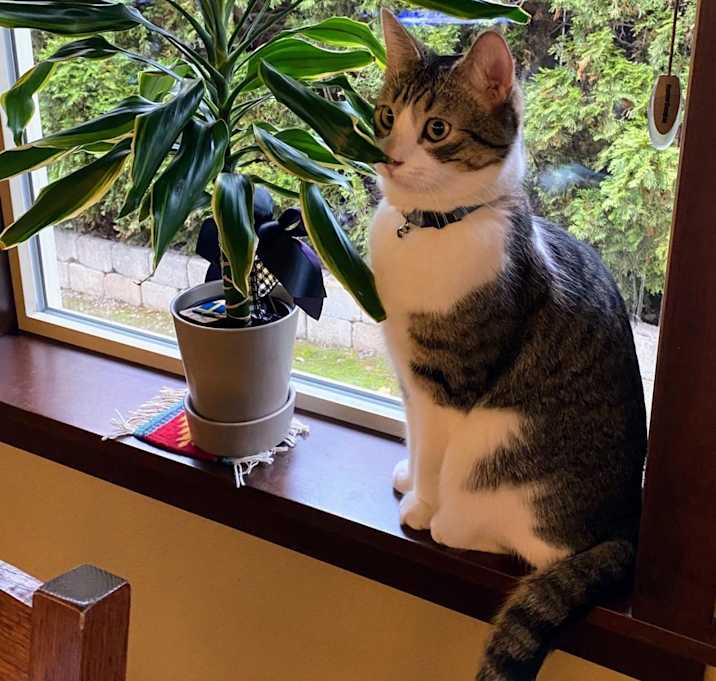 Photo of Kitty Boy