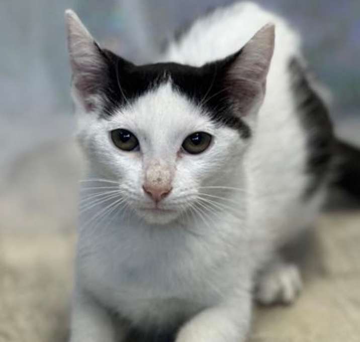 Photo of Latte