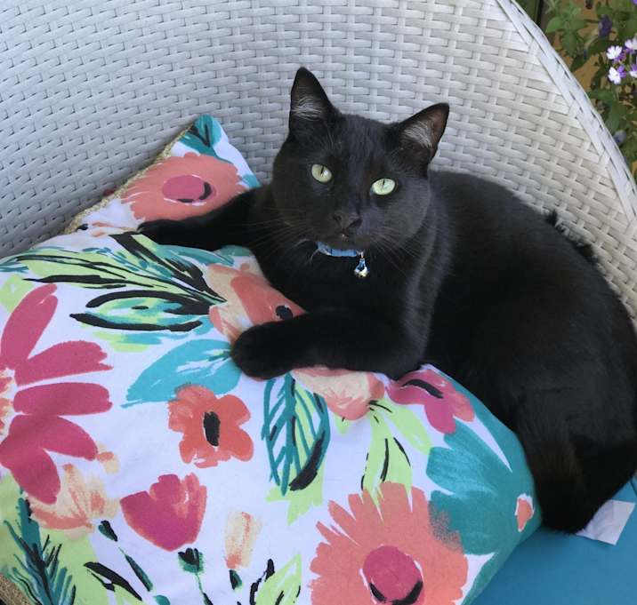 Photo of Binx