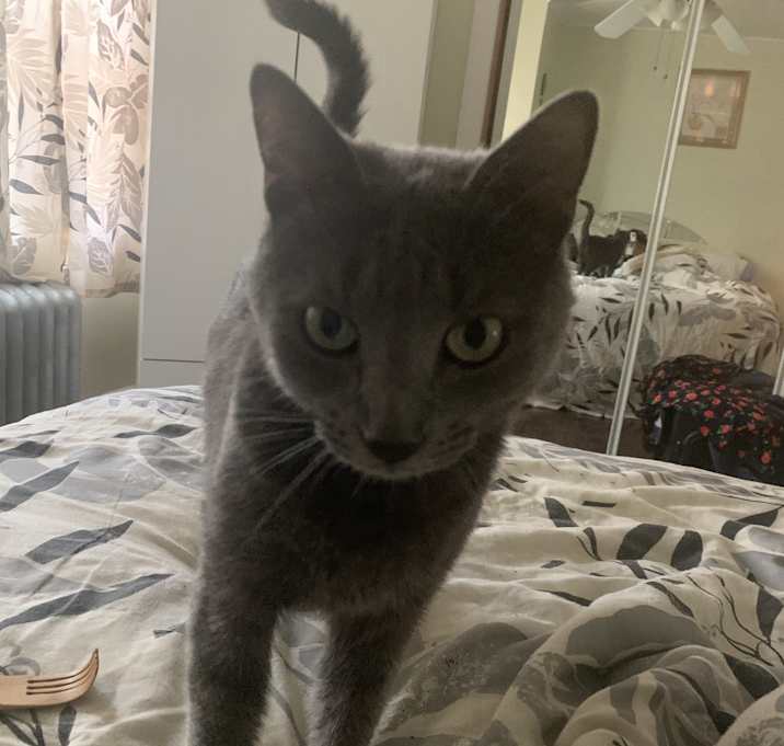 Photo of Sparky