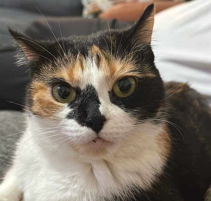 Photo of Binx