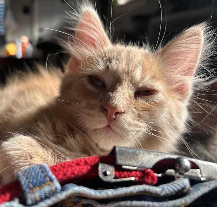 Photo of Toulouse