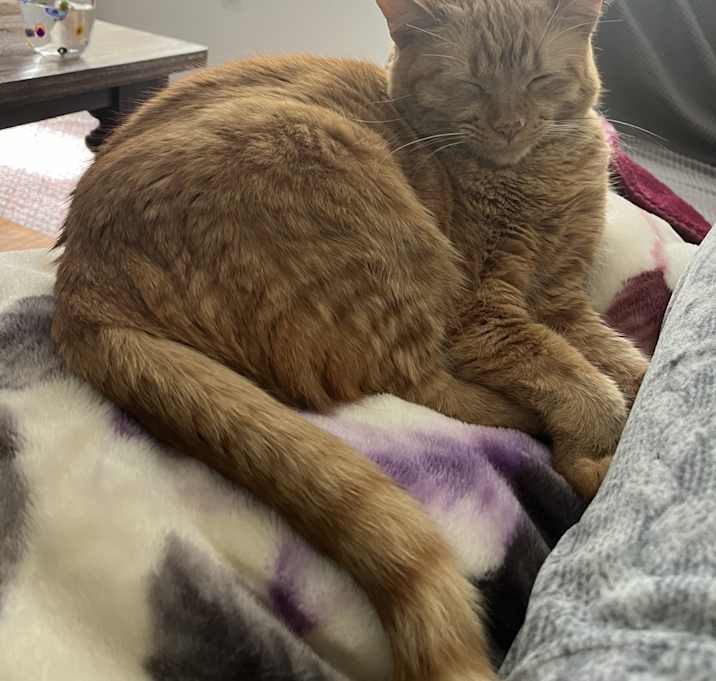 Photo of Nala