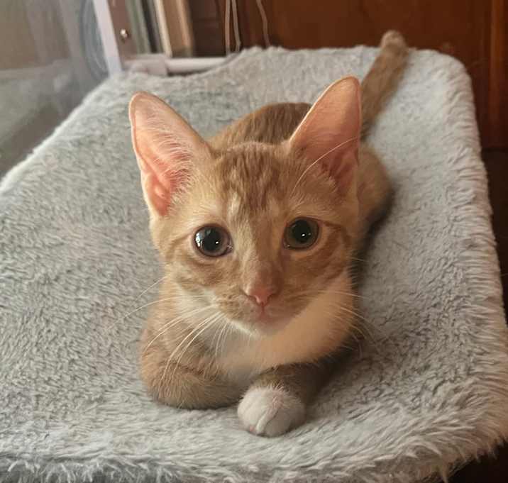 Photo of Melody