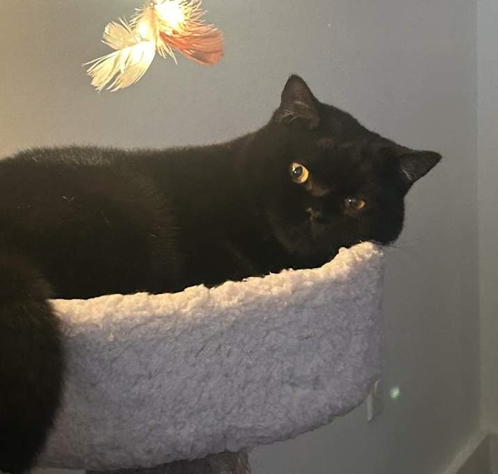 Photo of Binx
