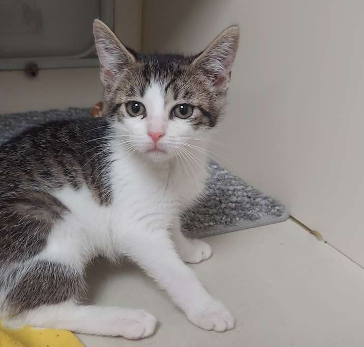 Photo of Cleo