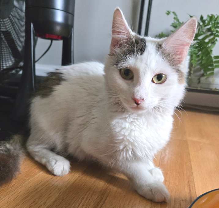 Photo of Luna (FKA Tina)