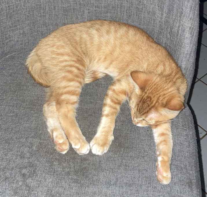 Photo of Orange Kitten