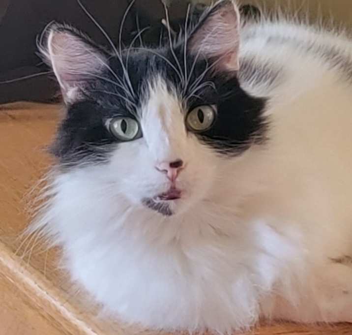 Photo of Willow