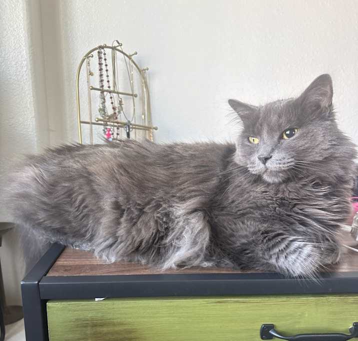 Photo of Sisu Datu (Sisu for short)