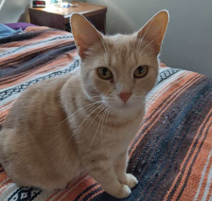 Photo of Pumpkin