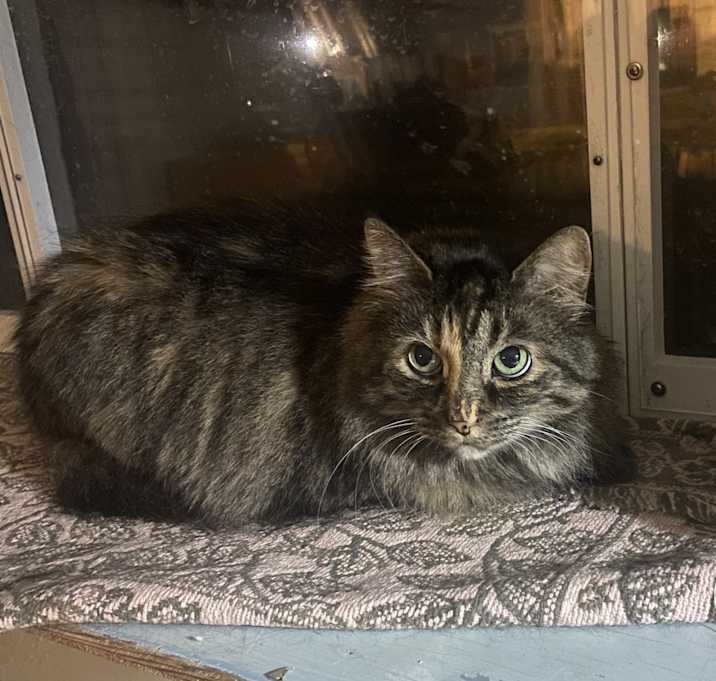Photo of Fluffy