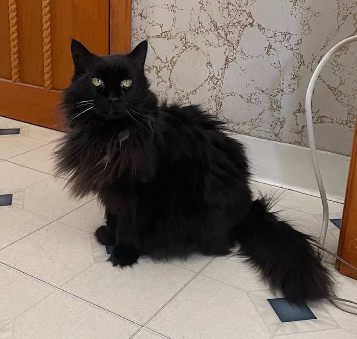 Photo of Blackie