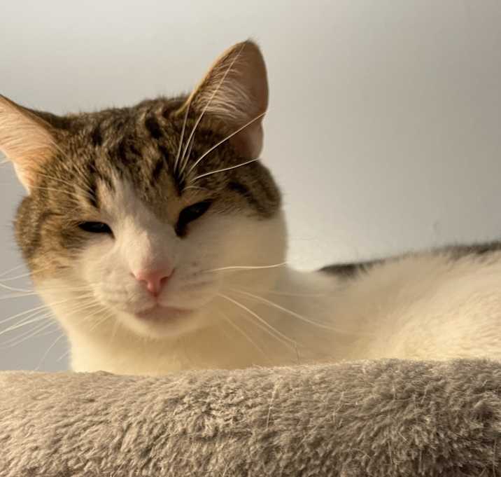 Photo of Teddy