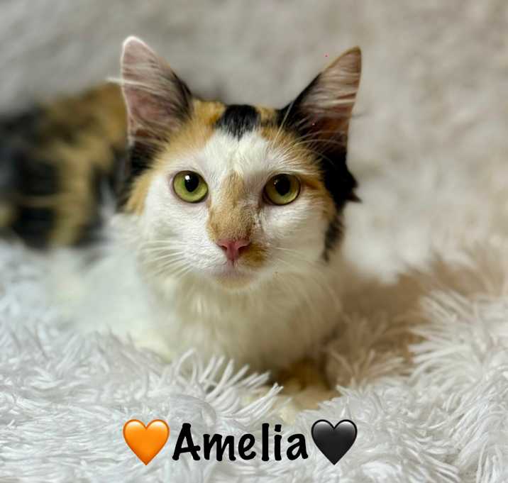 Photo of Amelia