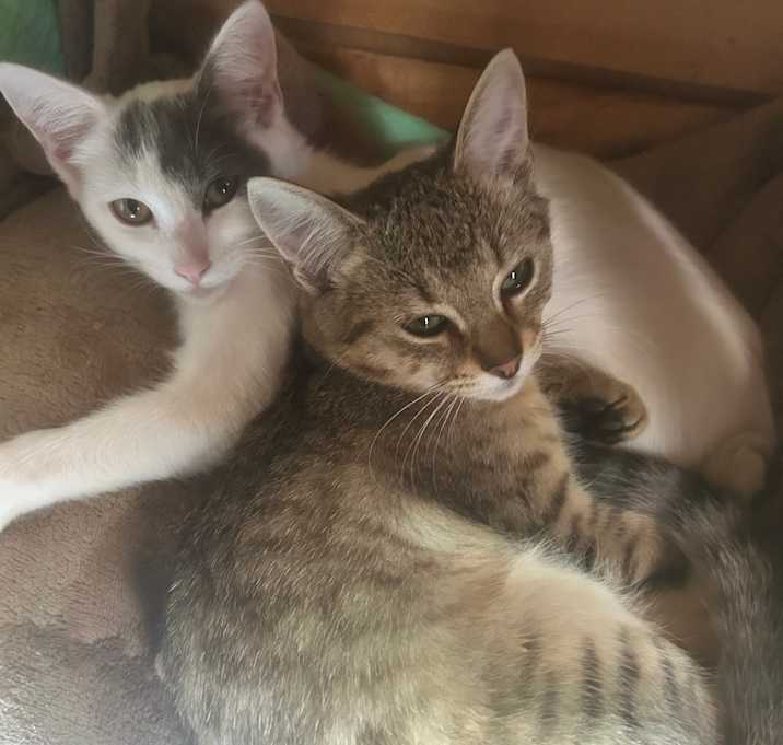 Photo of Gatita’s babies