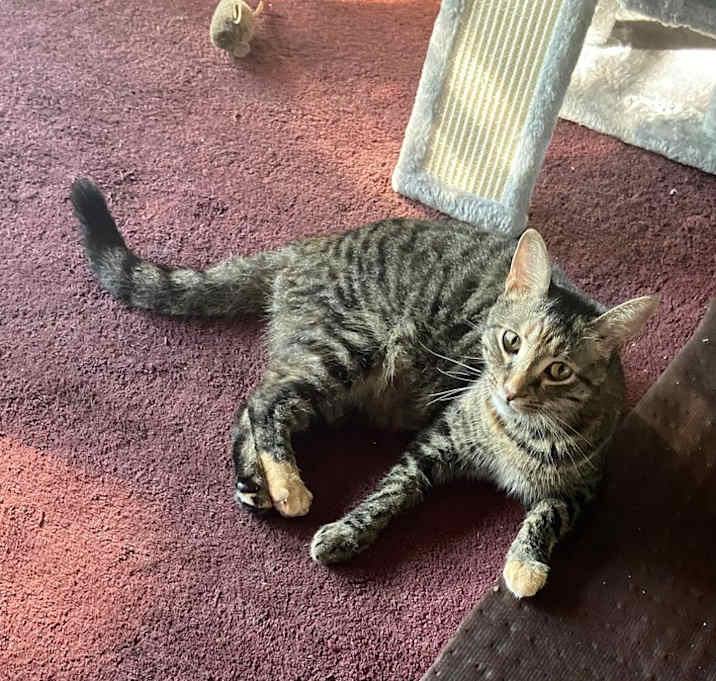 Simba