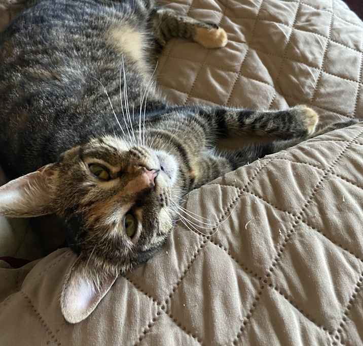 Simba