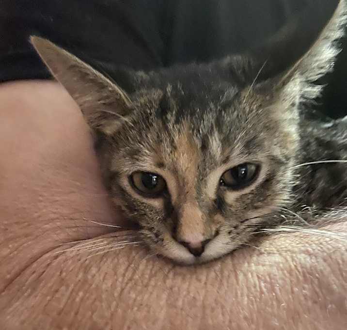 Simba