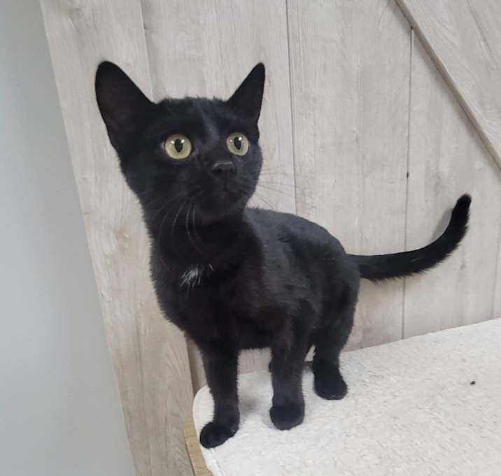 Photo of Diamond