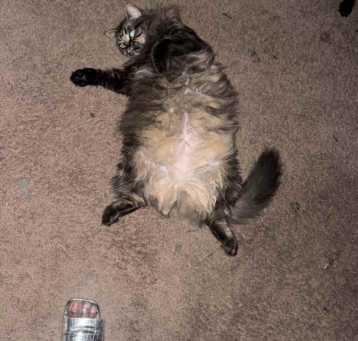 Photo of Nala