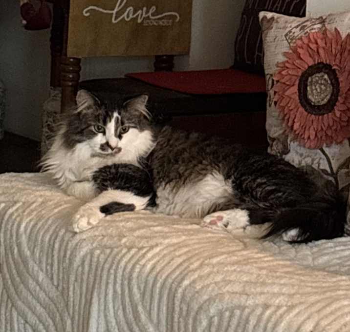 Photo of Georgie