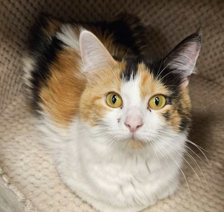 Photo of Cherry